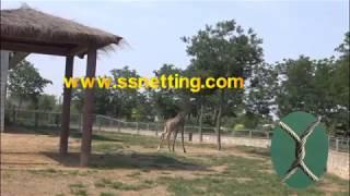 giraffe enclosure fence netting, giraffe fence mesh, giraffe enclosure netting