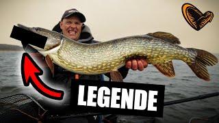 Die Savage Gear LEGENDE ist jetzt noch besser ‼️ Cannibal Shad 