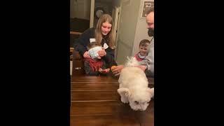 nutella  prank with a dog