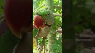 mummy ️ #parrot #nonstoptalkingparrot #birds #talkingparot #talkingparrot #parrotplaytime #funny