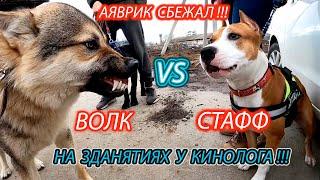 Волк против собак, Аяврик впервые на занятиях у кинолога.Wolf vs pitbull/кане корсо/овчарка/лабродор