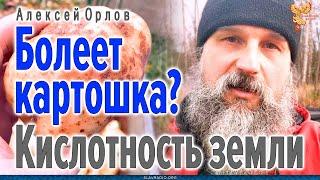 Почему болеет картошка? Кислотность земли? На что обратить внимание? Алексей Орлов