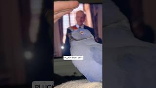 Last night at Gammy and Grandads! #birds #funnyanimal #parrot #funnybird