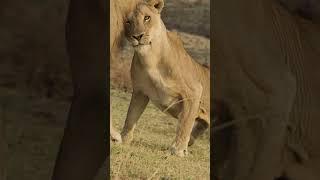 Lion Love 