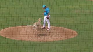  Phillies Minor League Bat Dog Debut Gone Wrong  Poops on Field + Runs Away