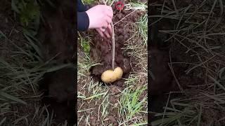 Healthy tree roots hack #healthy #tree #roots #hacks