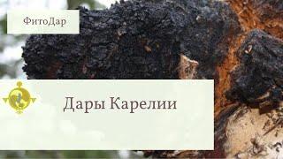 Дары Карелии. ФитоДар