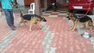 Aggresive German shepherds