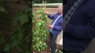 Toby Buckland's top tips on runner beans