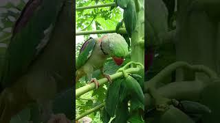 be mithu ️ #parrot #mithukibatain #birds #nonstoptalkingparrot #talkingparot #talkingparrot #fun