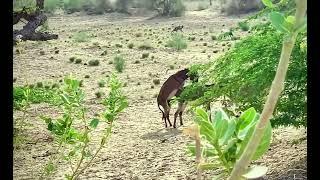 Animals Living Donkey🫏️#foryou#animalsmeeting#animals#donkey#viral#viralvideo#video#new#anima