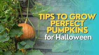 Tips to Grow Perfect Pumpkins for Halloween