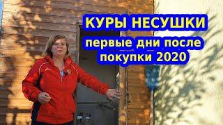 Куры несушки  Первые дни после покупки 2020 