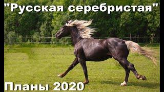 Жеребцы Проекта "Русская серебристая" 2020. Лошади нашей селекции .