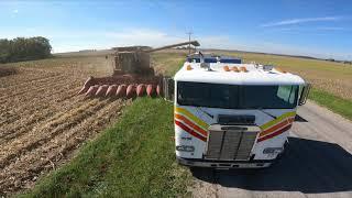 NO Giant Ragweed Here - Straight Solid Corn - CASE IH 2388 Axial-Flow® - Harvest 2021 Chasing