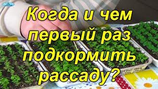 Первая подкормка рассады. Когда и чем подкормить рассаду в первый раз.