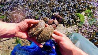 Last Abalone Foraging Trip of the Year - Foraging Small Islands !