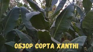 Обзор сорта Xanthi (Ксанти)