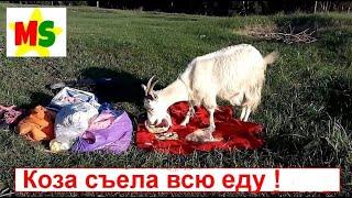 На пляже) а Коза сьела всю еду !! ⭐Звёзды Мариника и Софи