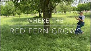 Where The Red Fern Grows- 5th Grade Video Project