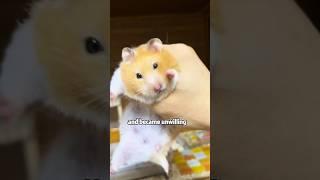 Hamster misunderstands its owner #shortvideo #cuteanimals #animals #hamsters #fuuny