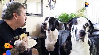 Great Dane Dog REALLY Wants Dad's Sandwich | The Dodo