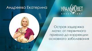 Острая задержка мочи: от первичного приема до коррекции основного заболевания. Андреева Екатерина