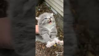 Cute Angry Kitten 