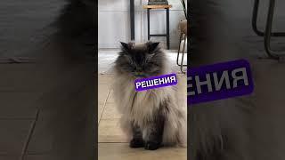 Главный секрет от кота