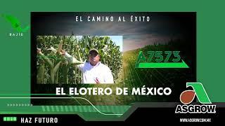 A7573, el elotero de Asgrow®, para Bajío.