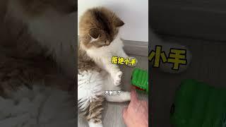 拿起鳄鱼夹自己的脚猫咪的迷惑行为 铲屎官的乐趣 抖音双11百大萌主