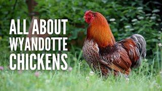 Wyandotte Chickens: Breed Profile, Facts and Care