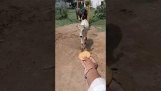 जय गौ माता ️#trending #cow #viralvideo #animals #shorts @Gau.mata.ki.sewa. #cristianoronaldo