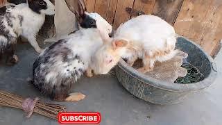 rabbits daily routine viral vlog rabbit babies viral video