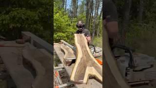 Curiosity got the best of me with this black walnut log…Logosol F2+ and Stihl MS 661!