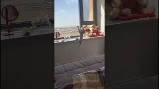 can't stop laughing  2025 #cat #funny #funyanimals #cutecat #catvideos #catcomedy #petfunnyshort