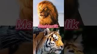 SHEʼRLAR VS YOʻLBARSLAR QAYSI BIRI YUTADI?#lions #tigers#animals #uzbektilida 