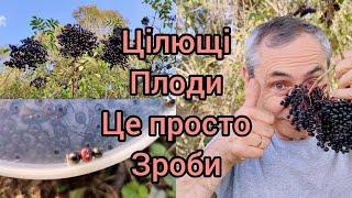 Бузина чорна, лікувальна рослина, фармакологічні властивості, застосування, лікування