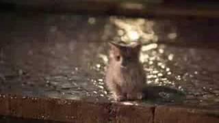 Alpen Gold Kitten
