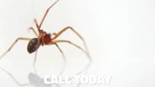 Walking Spider