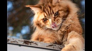 Funny cats videos and cutest