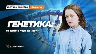 ЩЕЛЧОК к ЕГЭ 2024 по биологии | Генетика: практика первой части