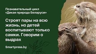 Строят пары на всю жизнь, но детей воспитывают только самки. Говорим о выдрах