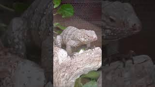 Rhinoceros Iguana vs. Common Basilisk: Epic Reptile Showdown!