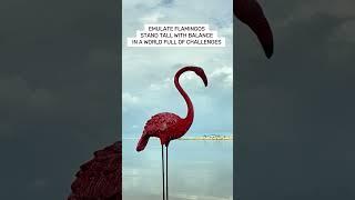 flamingo wisdom #inspiration #facts #animalwisdom #wisdom #animals #flamingo #wiseadvice #birds