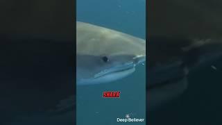 Boy’s Shocking Response After Shark Attack! | Deep Believer #faith #inspiration #shark