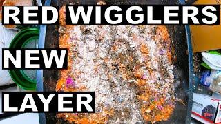 Red Wiggler Worm Farm- Adding a New Layer