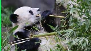 Where do Pandas live | giant | bear | panda habitat | where does a panda live