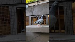 Trap door training, Racing Pigeon YB, @goldeneyeloft