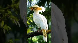 "Burung Fantasi Emas & Putih Memakai Topi | Karakter Ajaib dalam Dunia Imajinasi" #birds #ai